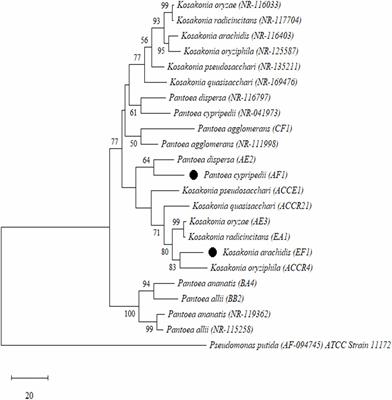 Root-Derived Endophytic Diazotrophic Bacteria Pantoea cypripedii AF1 and Kosakonia arachidis EF1 Promote Nitrogen Assimilation and Growth in Sugarcane